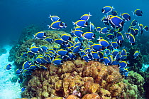 Powder blue surgeonfish (Acanthurus leucosternon), large school feeding on algae on coral boulders, Andaman Sea, Thailand.