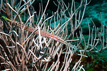 Caribbean / Chinese trumpetfish (Aulostomus maculatus) camouflaged in soft coral, Andaman Sea, Thailand, Indo-Pacific