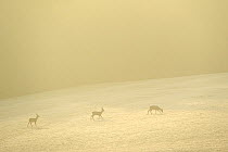 Roe deer (Capreolus capreolus) in distance at dawn, Vosges, France, February