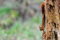Red squirrel (Sciurus vulgaris) running down tree with hazelnut in its mouth, Allier, Auvergne, France, March