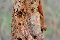 Red squirrel (Sciurus vulgaris) on tree trunk eating a hazelnut, Allier, Auvergne, France, March