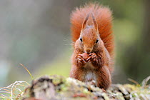 Red squirrel (Sciurus vulgaris) eating hazelnut, Allier, Auvergne, France, March
