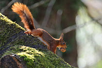 Red squirrel (Sciurus vulgaris) climbing down tree with hazelnut, Allier, Auvergne, France, March