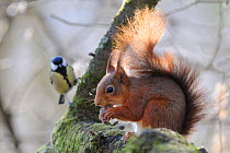 Red squirrel (Sciurus vulgaris) eating hazelnut, with Great tit (Parus major) in the background watching, Allier, Auvergne, France, March