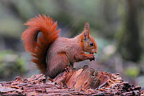 Red squirrel (Sciurus vulgaris) eating hazelnut, Allier, Auvergne, France, March