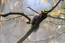 Red squirrel (Sciurus vulgaris) scratching itself on branch, Allier, Auvergne, France, March