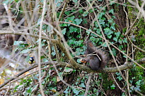 Red squirrel (Sciurus vulgaris) eating nut, with Great tit (Parus major) in the background watching, Allier, Auvergne, France, March