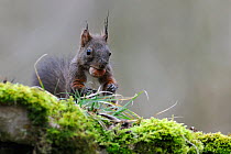 Red squirrel (Sciurus vulgaris) with hazelnut in mouth, Allier, Auvergne, France, March