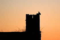 Eurasian eagle owl (Bubo bubo) silhouetted at twilight perched on the ruins of an old castle, Auvergne, France, March