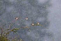 Tree sparrows (Passer montanaus) perched in falling snow, Vosges, France, December