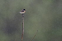 European stonechat (Saxicola torquatus)  perched on Ash twig in rain, Vosges, France, May