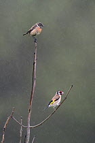 Female European stonechat (Saxicola torquatus) above, and Goldfinch (Carduelis carduelis) in rain, Vosges, France, May