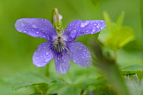 Wild violet, (Viola riviniana), Vosges, France, May