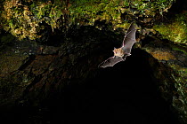Greater Horseshoe Bat (Rhinolophus ferrumequinum) in flight in cave. France, Europe, September.