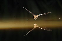 Common Pipistrelle Bat (Pipistrellus pipistrellus) in flight above water, mouth open to emit echolocating calls. France, Europe, August.