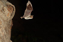 Grey Long Eared Bat (Plecotus austriacus) leaving nesting hole in tree. France, Europe, September.