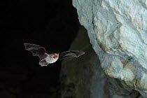 Natterer's Bat (Myotis nattereri) in flight, leaving cave roost to forage at night. France, Europe, August.