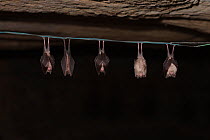Five Greater Horseshoe Bats (Rhinolophus ferrumequinum) hanging from wire, hibernating. France, Europe, January.
