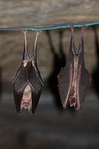 Two Greater Horseshoe Bats (Rhinolophus ferrumequinum) hanging from wire, hibernating. France, Europe, January.