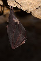 Greater Horseshoe Bat (Rhinolophus ferrumequinum) hanging from wire, hibernating. France, Europe, January.