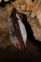 Lesser Mouse Eared Bat (Myotis blythii) hibernating with dew on its fur. France, Europe, January.