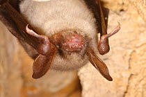 Lesser Mouse Eared Bat (Myotis blythii) hibernating. France, Europe, January.
