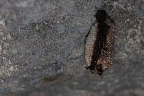Whiskered Bat (Myotis mystacinus) hibernating with dew on its fur. France, Europe, February.