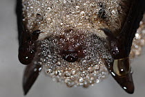 Whiskered Bat (Myotis mystacinus) hibernating with dew on its fur. France, Europe, February.