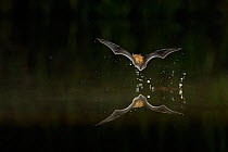 Kuhl's Pipistrelle Bat (Pipistrellus kuhlii) in flight low over water, with splash from drinking in flight. France, Europe, October.