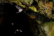 Natterer's Bats (Myotis nattereri) leaving cave roost to forage at night. France, Europe, October.