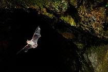 Lesser Mouse Eared Bat (Myotis blythii) leaving cave roost to forage at night. France, Europe, October.