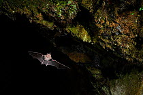 Greater Horseshoe Bat (Rhinolophus ferrumequinum) leaving cave roost to forage at night. France, Europe, October.