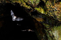 Natterer's Bats (Myotis nattereri) leaving cave roost to forage at night. France, Europe, October.