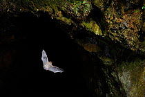 Daubenton's Bat (Myotis daubentoni) leaving cave roost to forage at night. France, Europe, October.