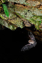 Greater Horseshoe Bat (Rhinolophus ferrumequinum) flying near cave ceiling. France, Europe, October.