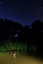 Natterer's Bat (Myotis nattereri) flying low over water to drink, with long-exposure star-trails. France, Europe, July.