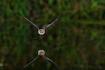 Natterer's Bat (Myotis nattereri) flying low over water, mouth open to emit echolocating calls. France, Europe, July.