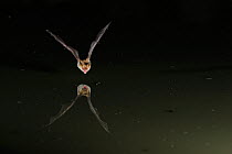 Bechstein's Bat (Myotis bechsteinii) flying low over water, mouth open to emit echolocating calls. France, Europe, July.