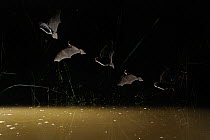 Common Pipistrelle Bat (Pipistrellus pipistrellus) flying above water at night. Multiple strobe exposure. France, Europe, July.