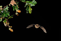 Common Pipistrelle Bat (Pipistrellus pipistrellus) in flight at night past acorns and oak leaves. France, Europe, October.
