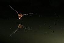 Leisler's Bat (Nyctalus leisleri) in flight above water, mouth open to emit echolocating calls. France, Europe, July.