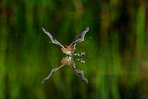 Common Pipistrelle (Pipistrellus pipistrellus) drinking from water surface in flight. France, Europe, July.