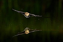 Kuhl's Pipistrelle Bat (Pipistrelle kuhlii) in flight over water, mouth open to emit echolocating calls. France, Europe, July.