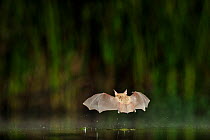 Nattererer's Bat (Myotis nattereri)  in flight low over water. France, Europe, July.