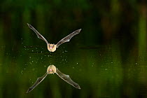 Kuhl's Pipistrelle Bat (Pipistrellus kuhlii) in flight low over water, mouth open to emit echolocating calls. France, Europe, July.