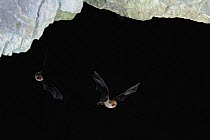 Natterer's Bats (Myotis nattereri) in flight near cave ceiling. France, Europe, September.