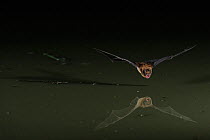Leisler's Bat (Nyctalus leisleri) in flight low over water, mouth open to emit echolocating calls. France, Europe, July.