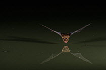 Western Barbastelle Bat (Barbastella barbastella) in flight low over water, mouth open to emit echolocating calls. France, Europe, July.