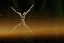 Western Barbastelle Bat (Barbastella barbastella) in flight low over water, drinking in flight. France, Europe, July.