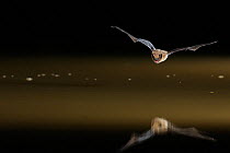 Common Pipistrelle (Pipistrellus pipistrellus) in flight low over water, mouth open to emit echolocating calls. France, Europe, May.